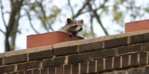 chimney sweep
